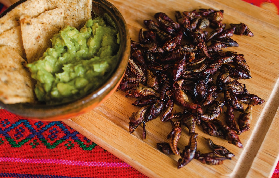 Chapulines